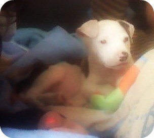 Agus